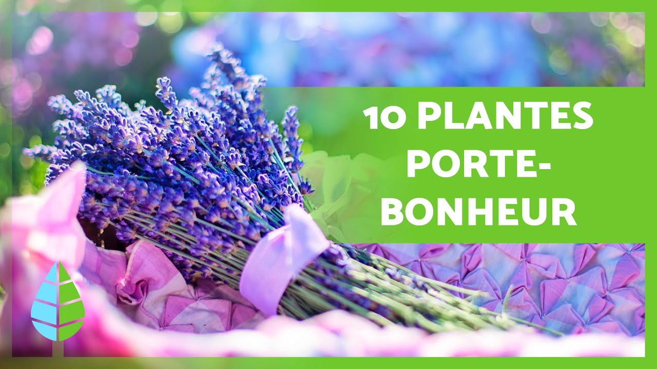 10 PLANTES PORTE-BONHEUR 🎋🌸 Selon le FENG SHUI