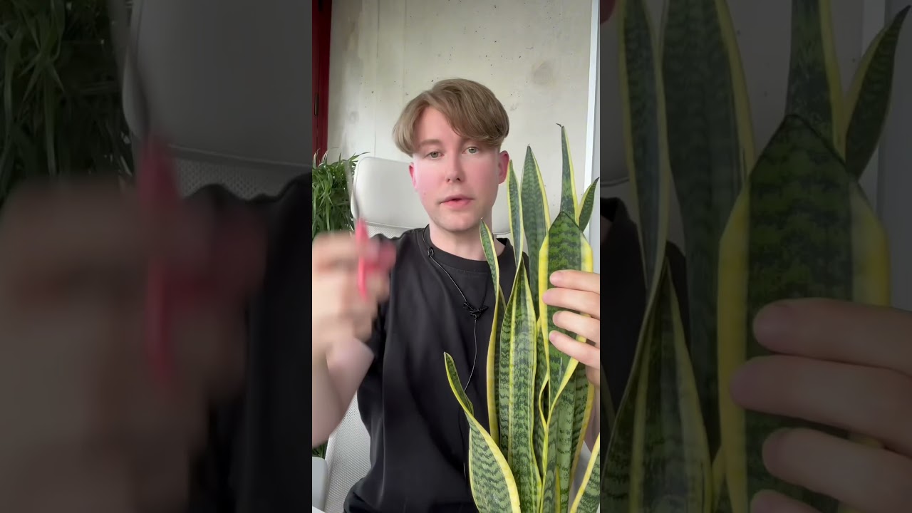À propos de plantes vertes 🌱