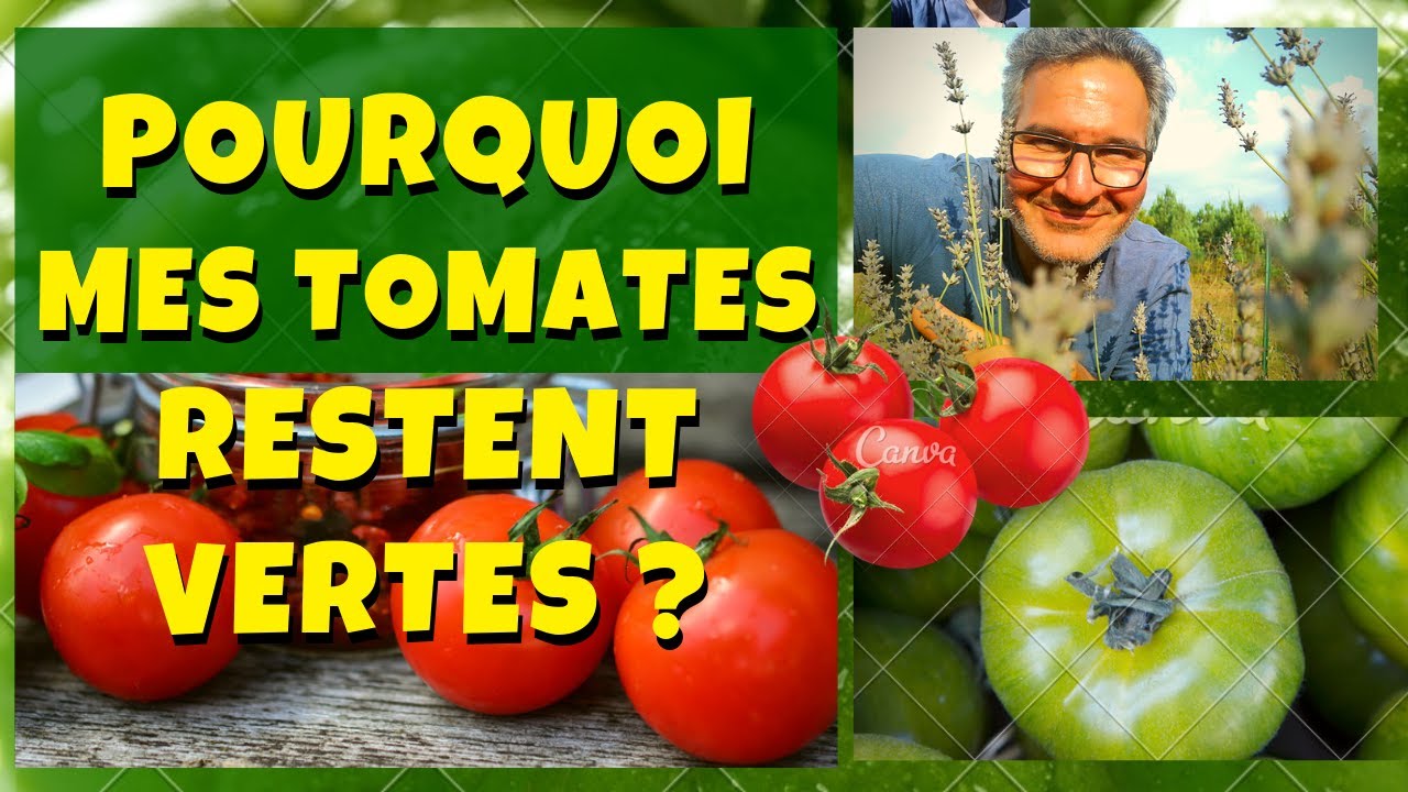 Pourquoi mes tomates restent vertes et  ne rougissent pas ?
