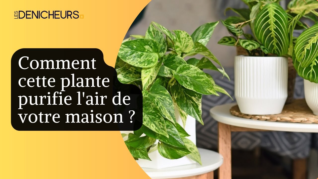 🏵️​🌿Comment cette plante purifie l'air de votre maison ? 💐​​