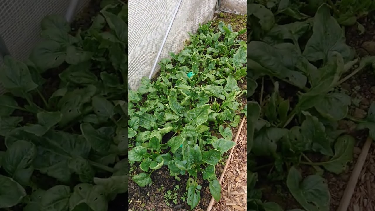 présentation de mon jardin familiaux