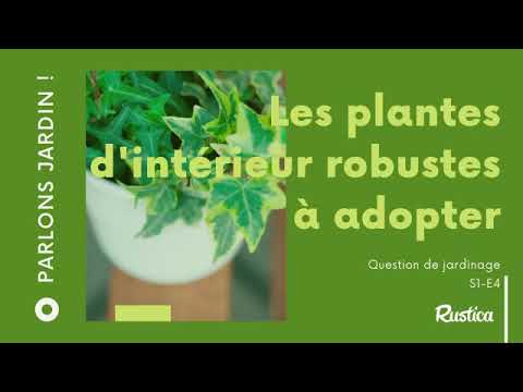 Quelles plantes d'intérieur robustes et faciles d'entretien adopter ?