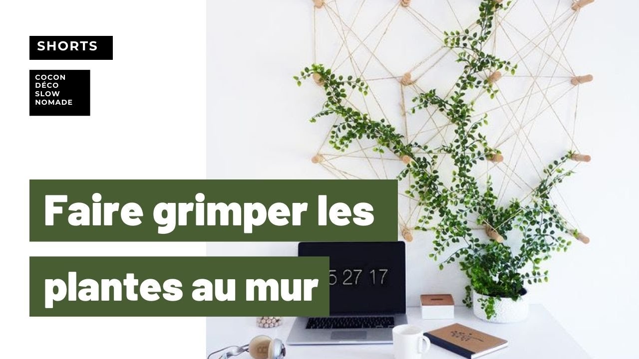 Faire grimper les plantes au mur