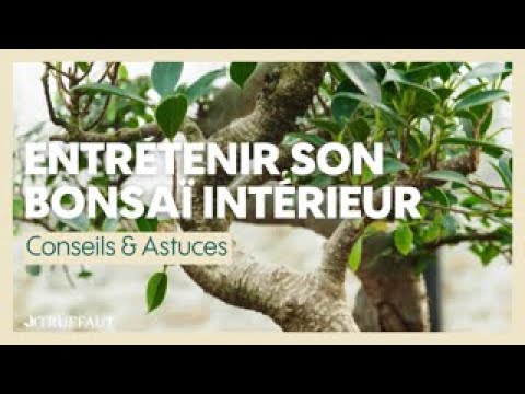 Comment entretenir un bonsaï d'intérieur ? - Truffaut