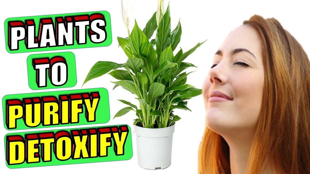 9 Best House Plants To Purify & Detoxify the Air