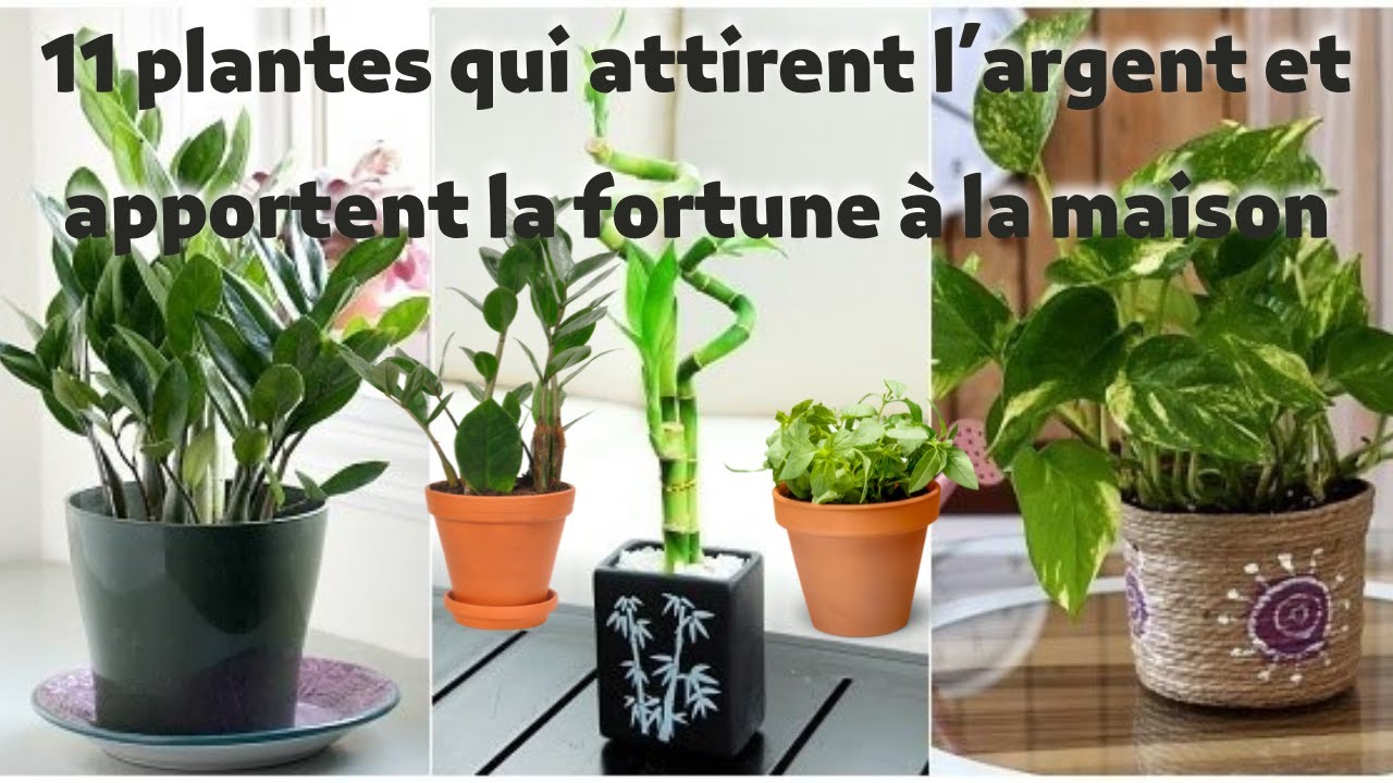 #plante #argent #fortune #richesse #chance  11 plantes qui attirent l’argent et apport