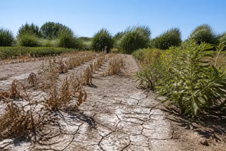 Combien de temps sans pluie après désherbant : le délai