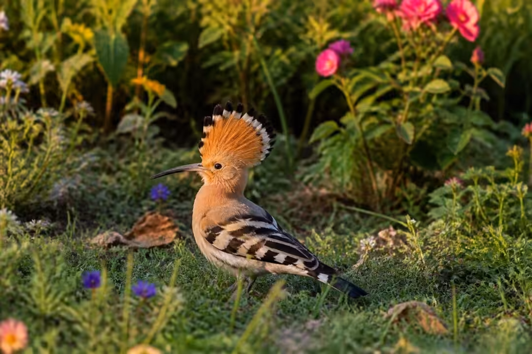 découvrez ce que la présence d'une huppe fasciée dans votre jardin révèle sur l'environnement et la biodiversité locale.