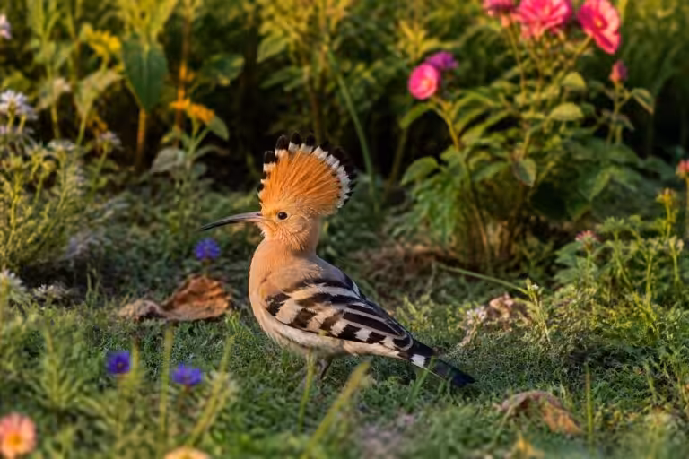Que révèle la visite d&rsquo;une huppe fasciée dans votre jardin ?