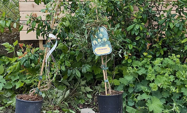 Pourquoi mon potager ne pousse pas : solutions et conseils
