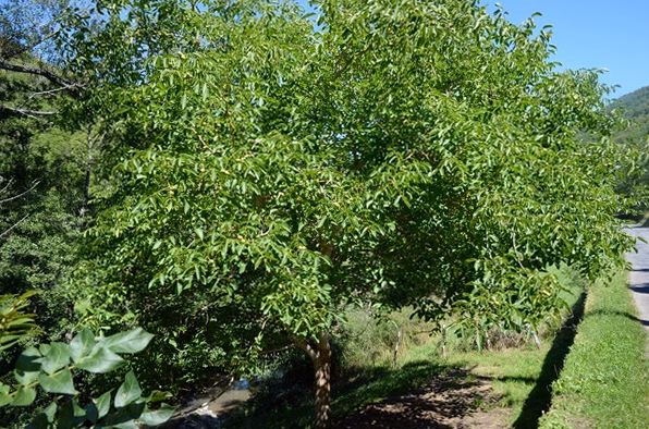 Prunus pissardii : tout savoir sur cette variété