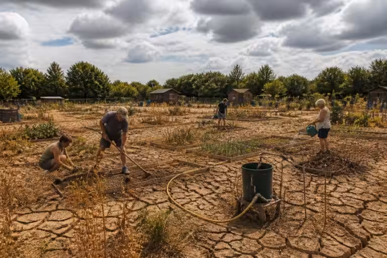 Un an sans eau : les jardins familiaux de Saint-Waast Saint-Médard en quête de vie et de verdure