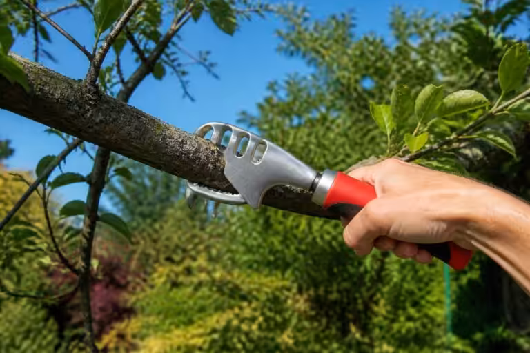 découvrez comment choisir la griffe d'élagage idéale et apprendre à l'utiliser correctement pour entretenir vos arbres avec efficacité et sécurité.